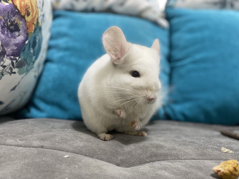 Pui de cincila chinchilla sinsila chinchila
