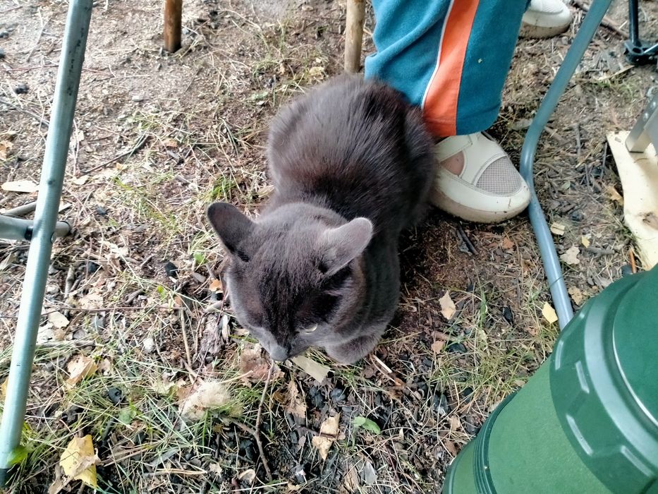 Ищем хозяина для кота
