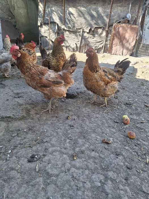 Продам курей кученской породы