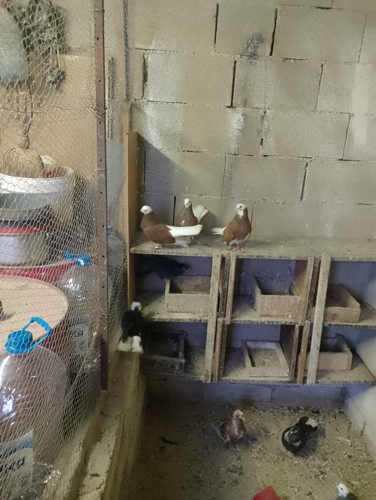 Гълъби, пауни, фазан