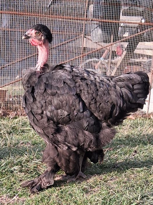 Găini brahma și metis