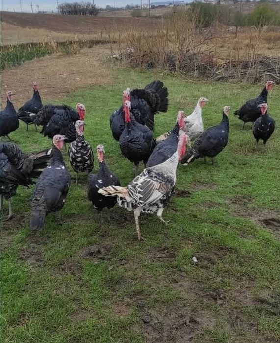 Gʻoz va Indyuk tuxumlari  ichida xoʻrozi bor