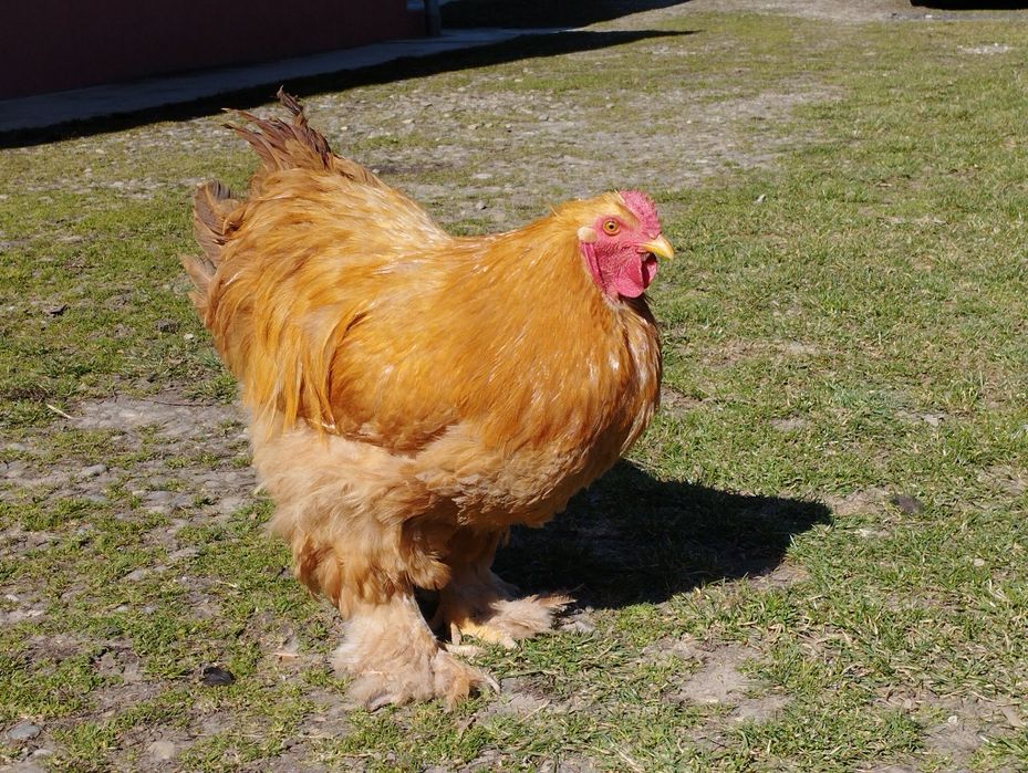 Vând cocoș cochinchina galben, Dej, jud. Cluj