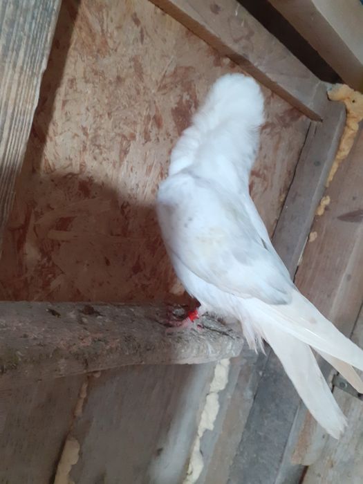 Vând mai multe rase de porumbei de ornament