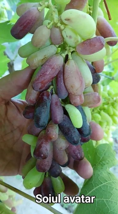 Butași de vie halloween