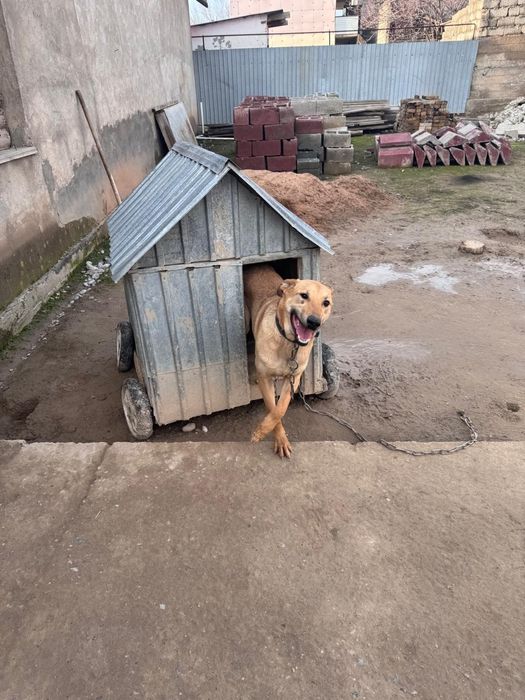 Собака животные..