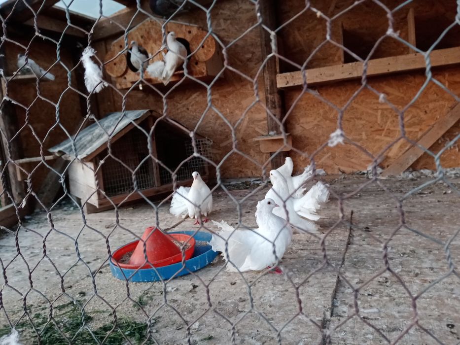 Vand porumbei  curcani voltati