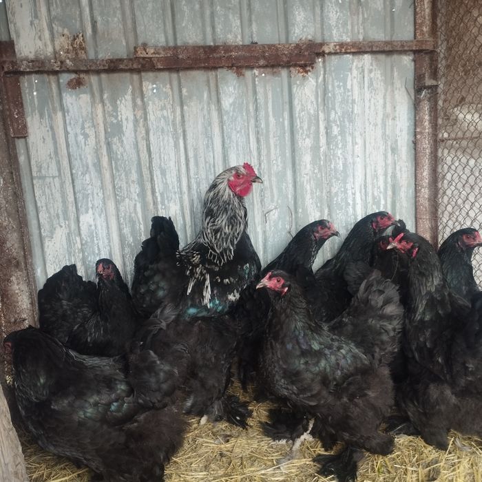 Продам куры домашние