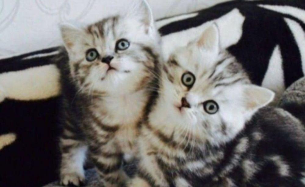 Шотланские котята