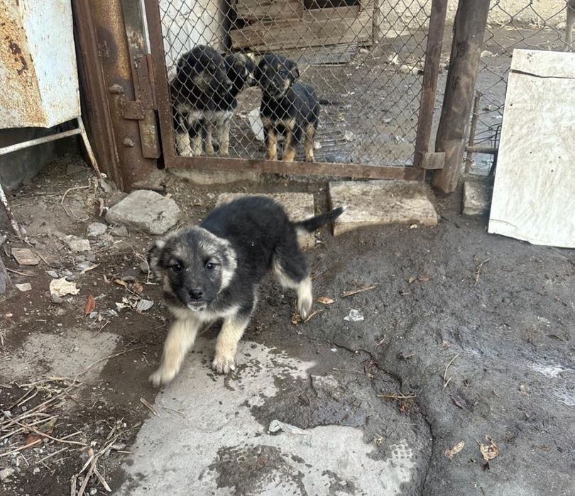 Щенки, возраст 1,5 месяца