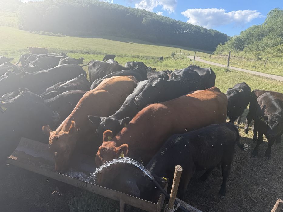 Vand vaci Aberdeen Angus