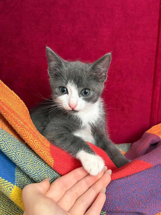 на добрые руки котенек девочка