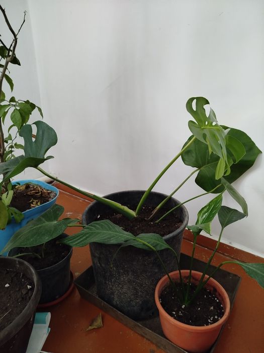 Растения комнатные