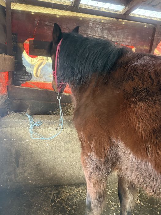 Iapă de 7 anii de vanzare