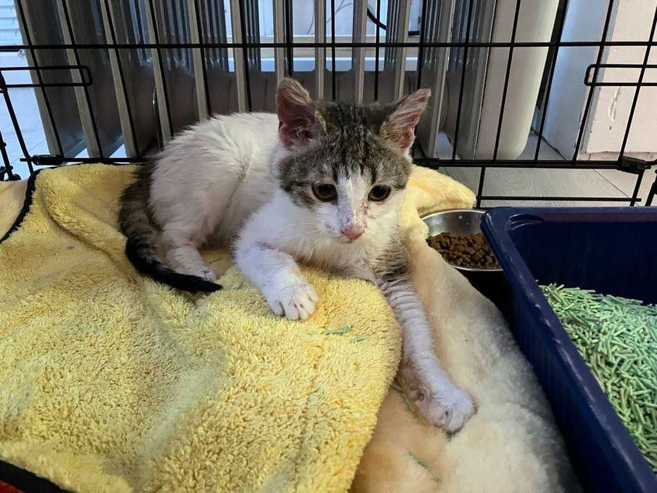 Женско котенце, младо, търси своят топъл и любящ дом.