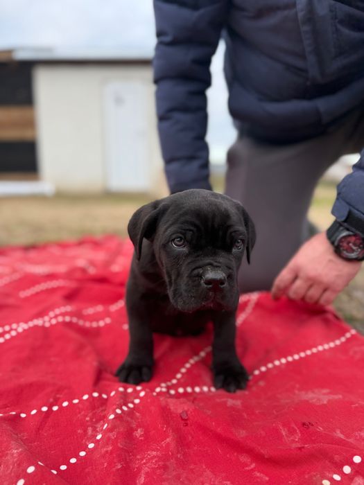 Мъжко Кане Корсо