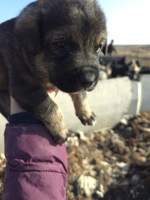 Zotdor cho'pon itlar