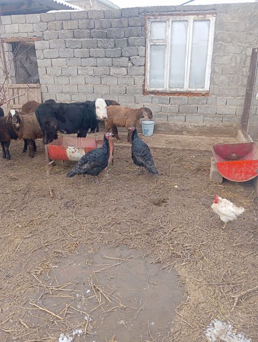 Птицы индюки гибрид