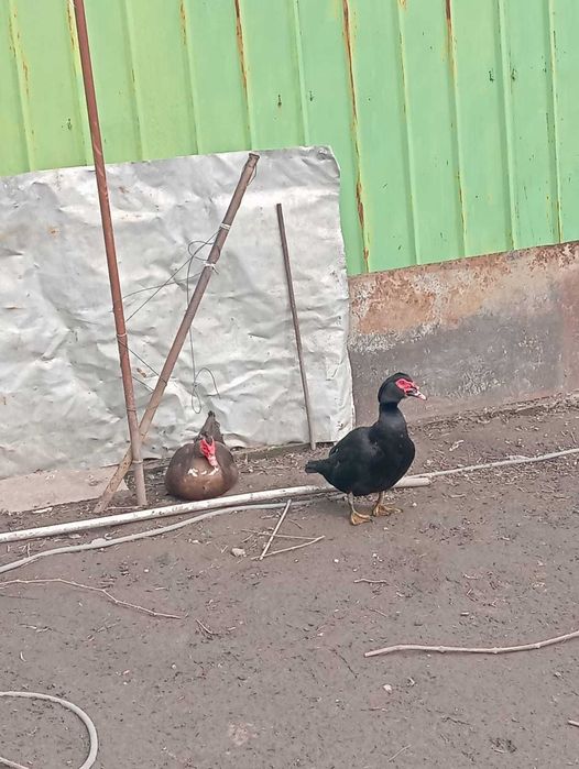 Индоутки на племя