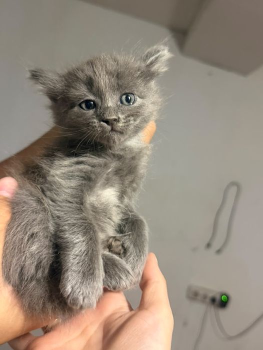 Отдаются котята в добрые руки