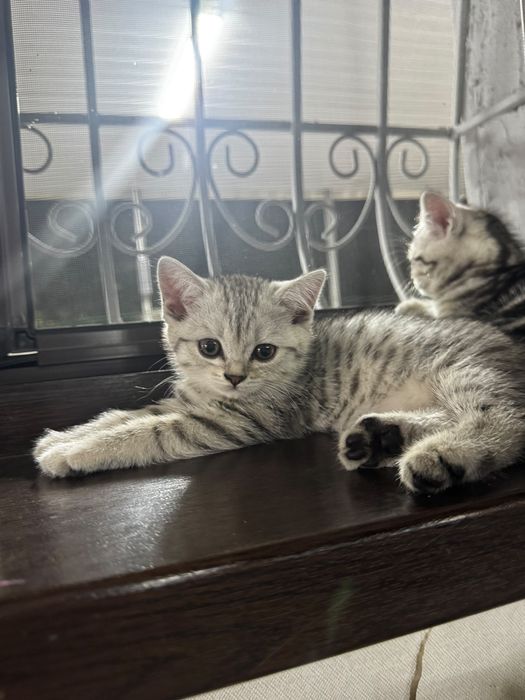 Продам шотландских котят