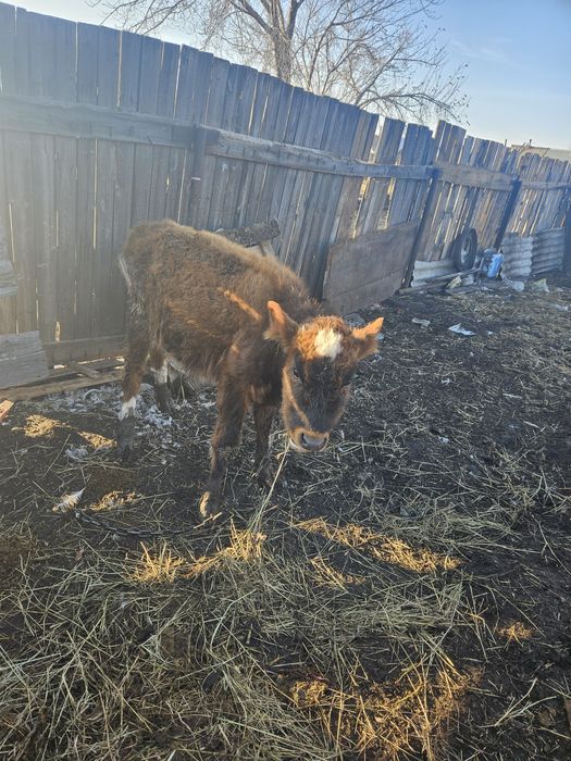 Продам телку продам