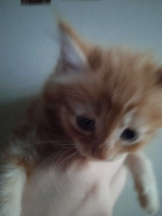 Котята турецкой ангоры, рыжие, мальчики 40 дней.