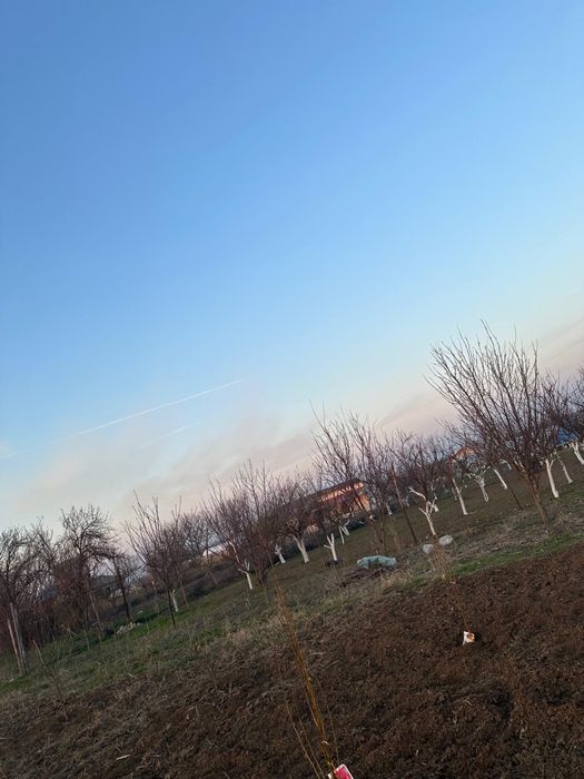 Teren/ livada  pomi fructiferi
