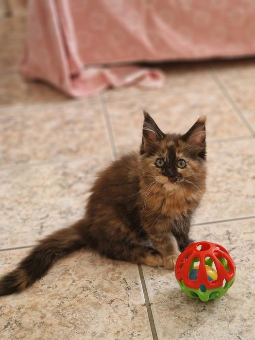 Котенца Мейн Куун