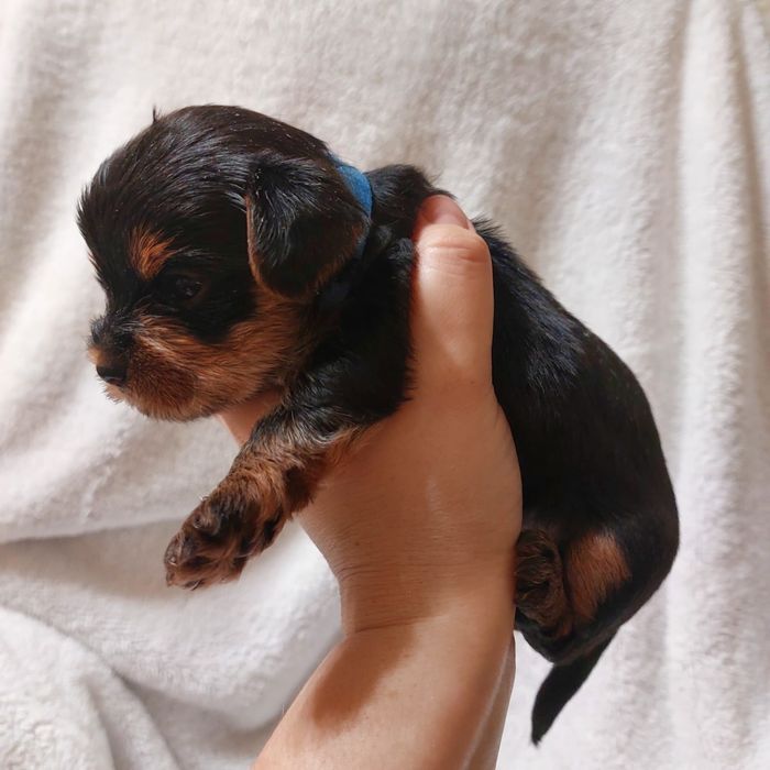 Очаровательные щенки Йорка.