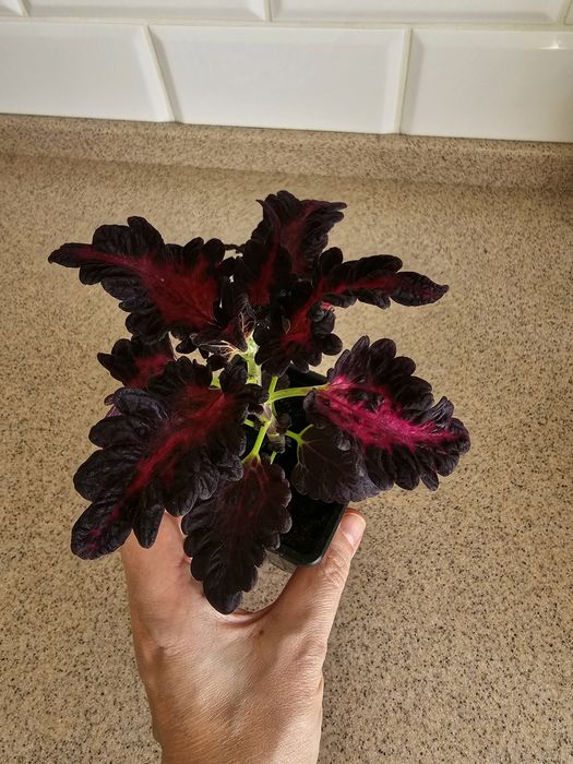 Колеус 500 тг...