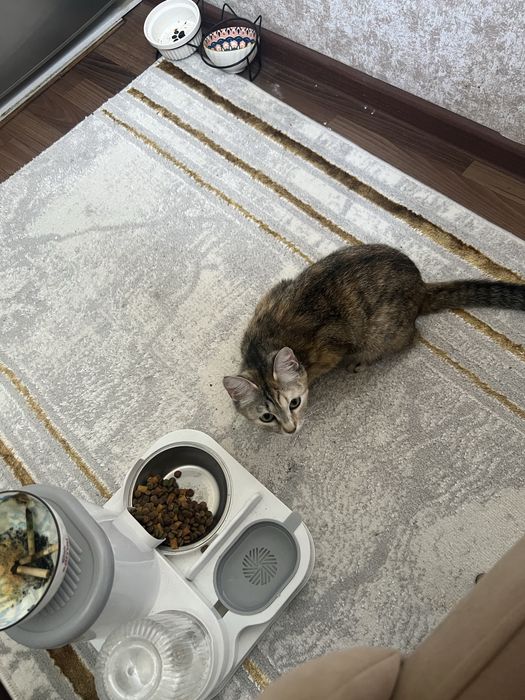отдам в добрые хорошие руки кошку