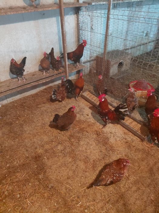 Gainusi americane de vanzare