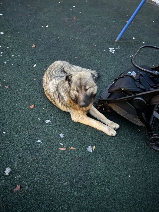 Найдена собака район Яссауи