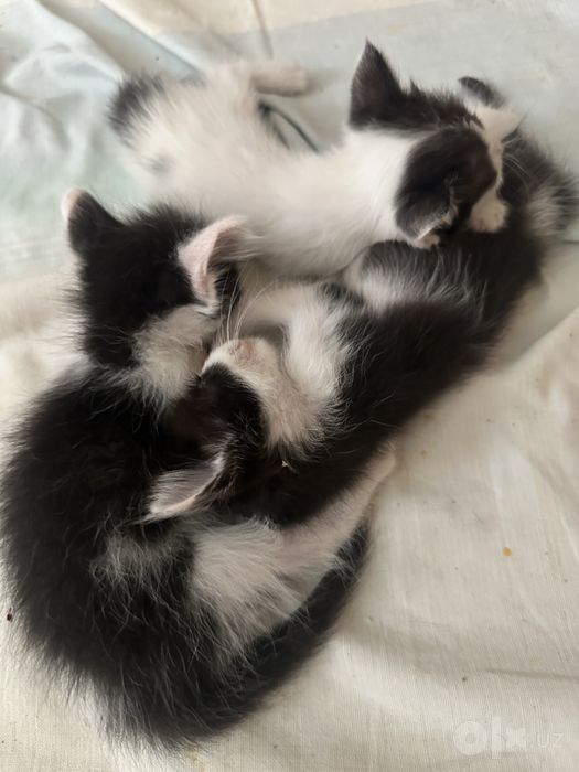 Котята 2 месяца