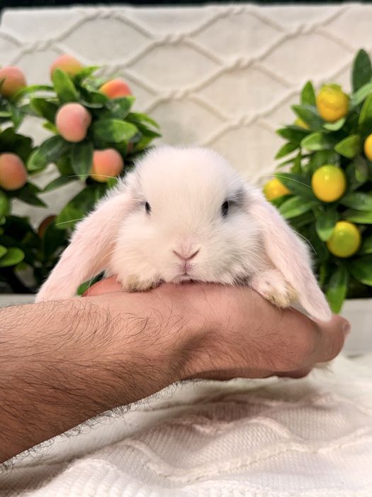 Quyon Quyonlar Кролик кролики