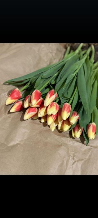 Тюльпаны голладский сорт оптом с теплиц!!!