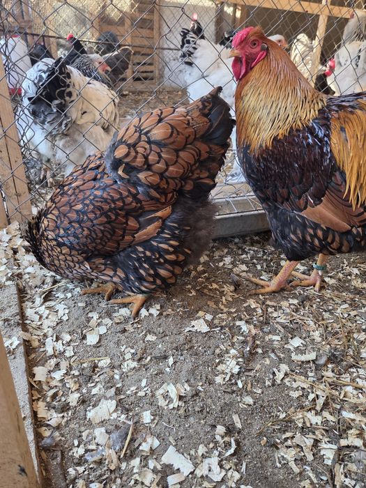 Oua incubat Wyandotte Gsg