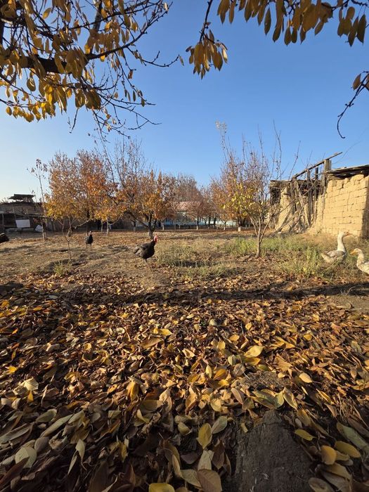 Дурмон САНИИФ 9 сотих+ 6 сотих   эски уй ер ҳисобида сотилади.