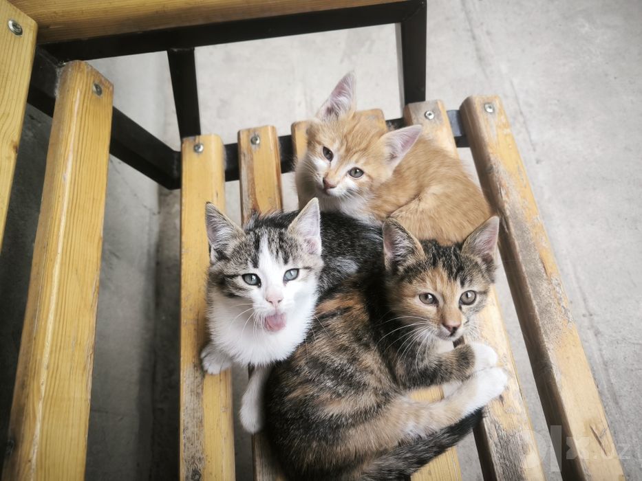 Котёнок ,бесплатно хорошим людям
