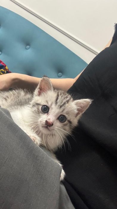 Продается котенок