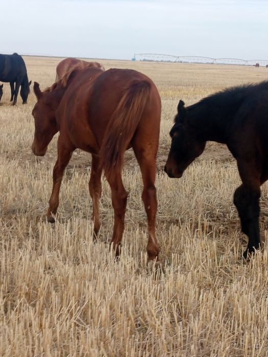 Жылкылар сатылады