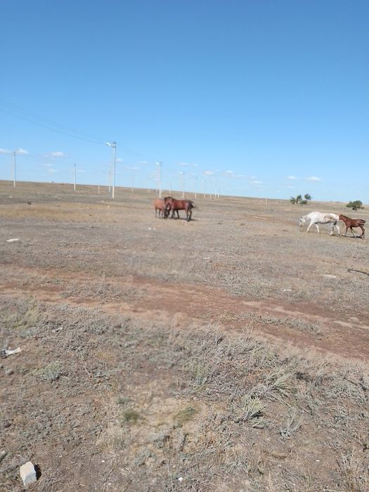 Ту Биелер сатылады