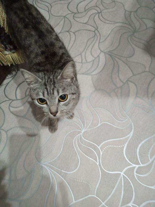 Кошка в добрые руки,бесплатно.