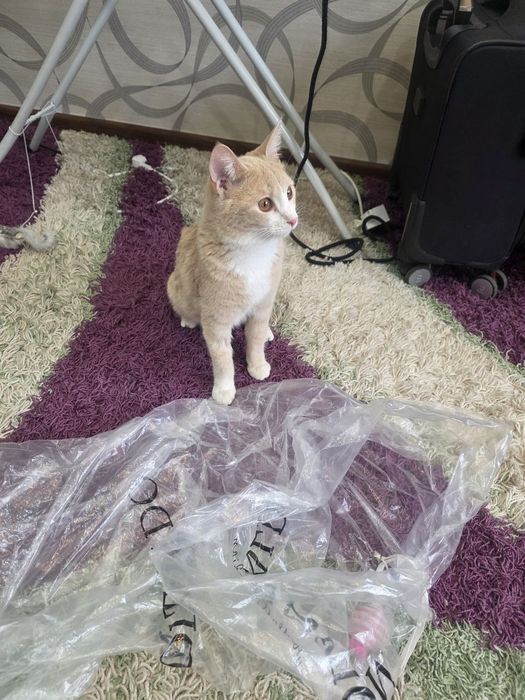 Отдадим кота в добрые руки бесплатно