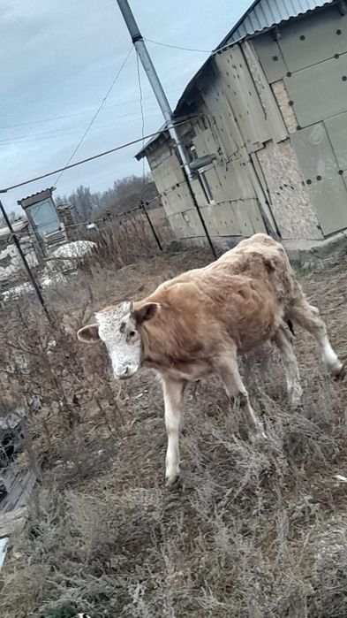 Продам бычков симентал 1 год