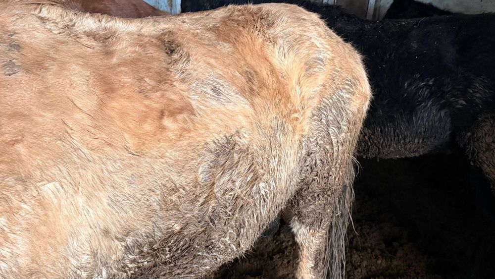 Жабағы, тай, соғым