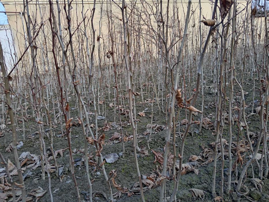 Chinor Kochat, чинар