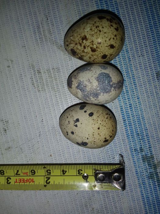 Таёр бизнес бедана
Готовый бизнес перепела