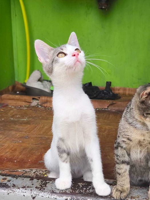 Подарявам котенца
